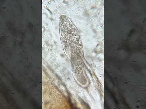 Nano Filtration 💪🏼😳 #microscope #microorganisms #asmr #epic #epicwaterfilters #cleanwater